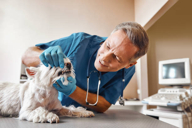 Best Emergency Root Canal Treatment in Sonora, TX